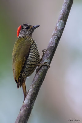 Green-backed Woodpecker