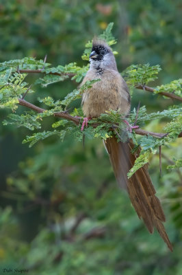 Red-backed Mousebird 