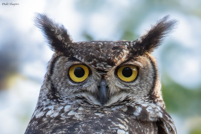 Spotted Eagle Owl 