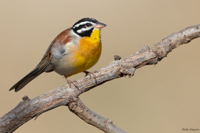 Golden-breasted Bunting 