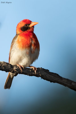 Southern Red-headed Weaver