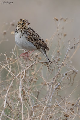 Bairds Sparrow