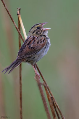 Henslows Sparrow 