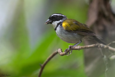 Pectoral Sparrow