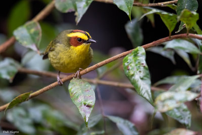 Golden-browed Warbler