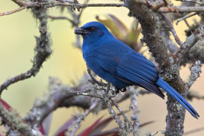 Unicolored Jay