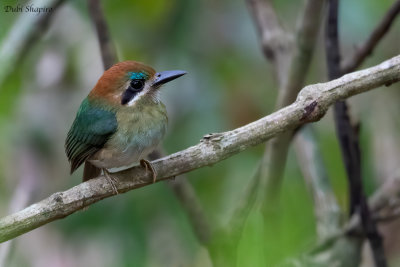 Tody Motmot 