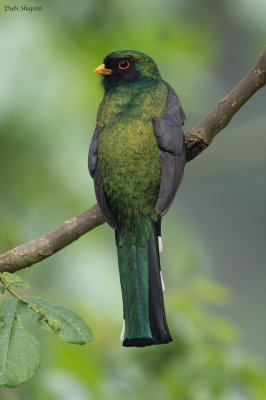 Mountain Trogon 