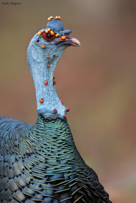 Ocellated Turkey 