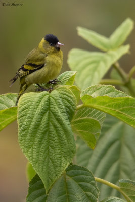 Black-capped Siskin