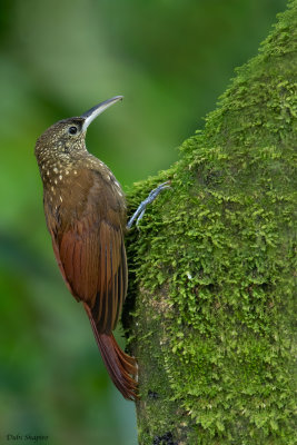 Northern Spotted Woodcreeper