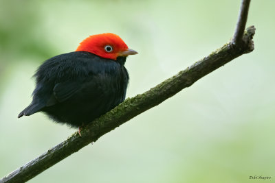 Red-capped Manakin 