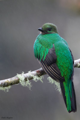 Resplendent Quetzal 