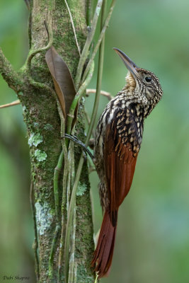 Black-striped Woodcreeper (Ovenbirds and Woodcreepers)
