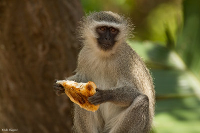 Vervet monkey