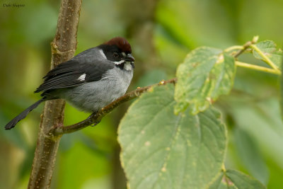 Slaty Brush-finch