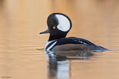 Hooded Merganser