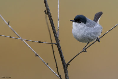 California Gnatcatcher