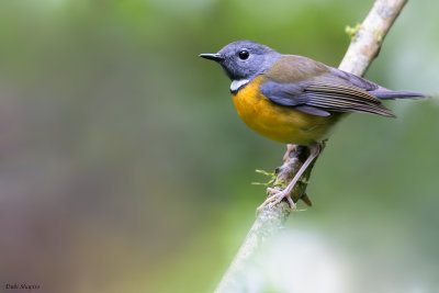 Swynnertons Robin