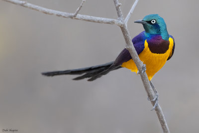 Golden-breasted Starling