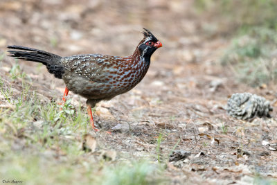 Long-tailed Wood-Partridge