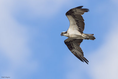 Osprey (Osprey)