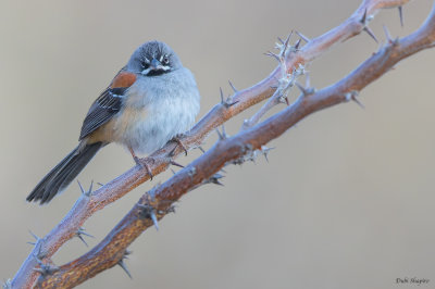 Bridled Sparrow 