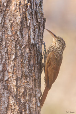 Ivory-billed Woodcreeper 