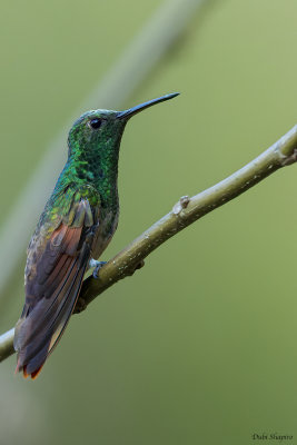 Berylline Hummingbird