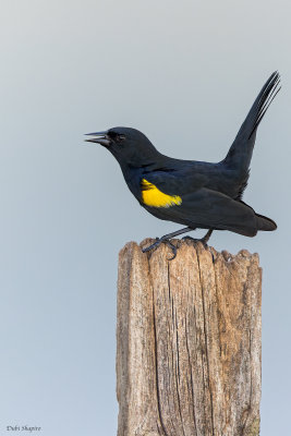 Yellow-shouldered Blackbird 