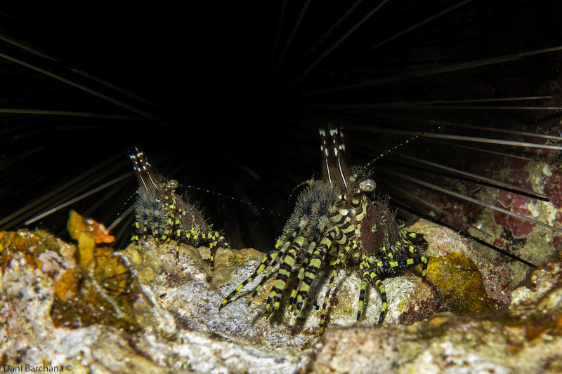 marbled shrimp - Saron marmoratus