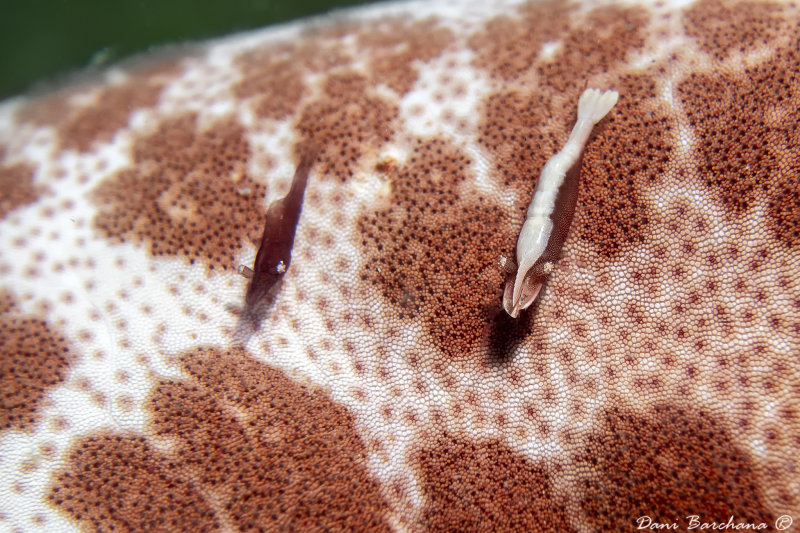 Starfish partner shrimp - Periclimenes soror
