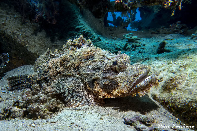 Bearded scorpionfish - Scorpaenopsis barbata