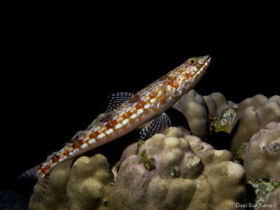 Variegated lizardfish Synodus variegatus