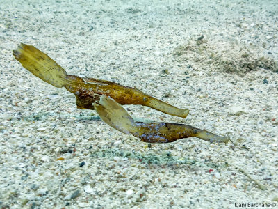 Variable ghostpipefish, Solenostomus cyanopterus