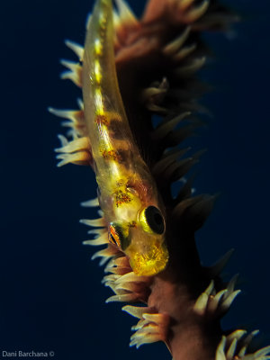 Whip Coral Goby (Bryaninops yongei)
