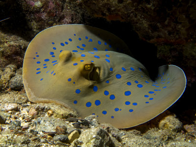 BLue Spotted Ray