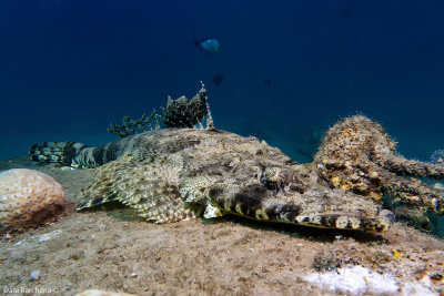 Crocodile fish -  Papilloculiceps longiceps