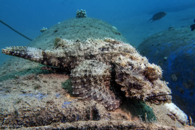  Bearded scorpionfish - Scorpaenopsis barbata