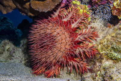The crown-of-thorns starfish, Acanthaster planci