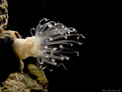 Sea Anemone - Alicia pretiosa