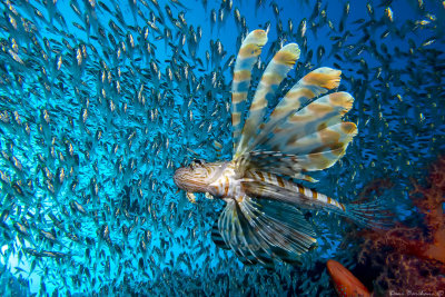 Lionfish (Pterois miles) preying on Pygmy sweepers (Parapriacanthus ransonneti)