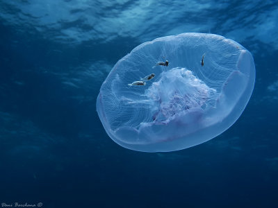 JELLYFISH & TUNICATES