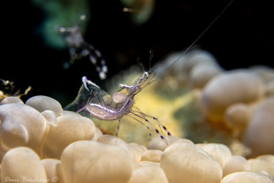 Partner shrimp - Ancylomenes longicarpus