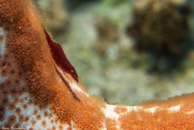 Starfish partner shrimp - Periclimenes soror
