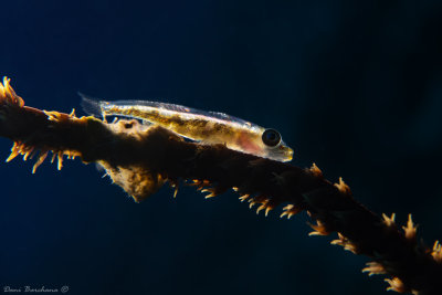 Whip Coral Goby (Bryaninops yongei)