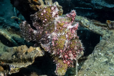 Commerson's frogfish -  Antennarius commerson