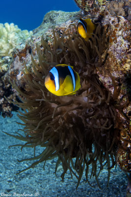 Sea Anemone & Anemone Fish