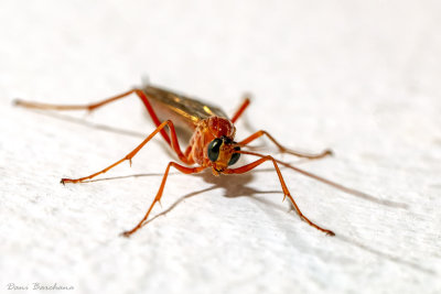 Ophioninae spp. Female