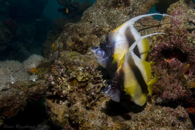 Red Sea bannerfish -  Heniochus intermedius